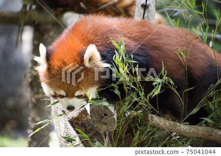 Redress Panda on a tree Redress Panda on a tree 75041044