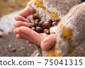 Acorn in the palm 75041315