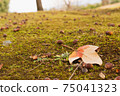 Fallen autumn leaves and acorns 75041323