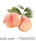 桃大腿水彩風格-水果 75041453