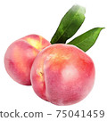 油桃水彩風格-水果 75041459