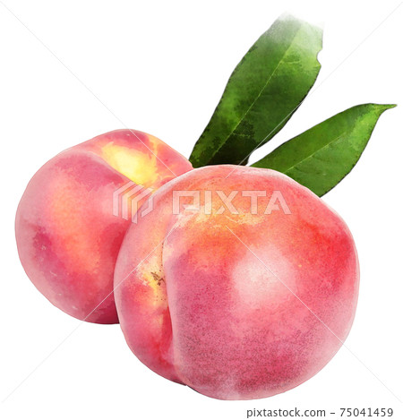 Nectarine watercolor style-fruit Nectarine watercolor style-fruit 75041459