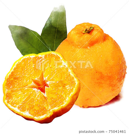 Decopon watercolor style-fruit Decopon watercolor style-fruit 75041461