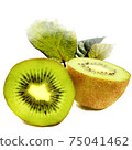 獼猴桃水彩風格水果 75041462