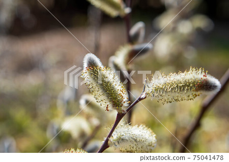 Feline Willi 75041478