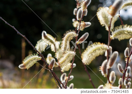 貓王威利 75041485