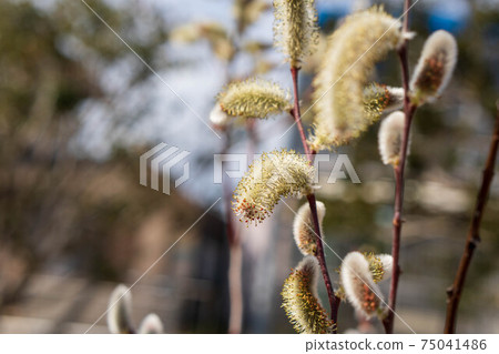 貓王威利 75041486