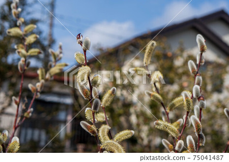 貓王威利 75041487