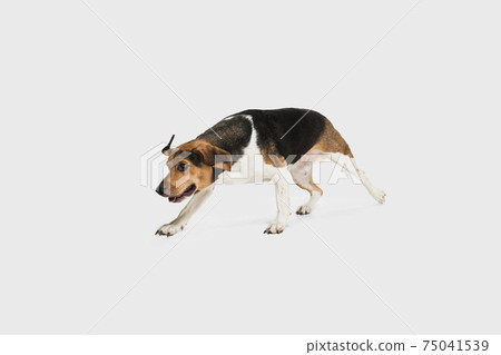Happy Estonian Hound dog posing isolated over white background. 75041539
