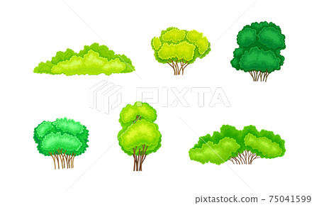Green Bush or Underwood with Branched Stem as Perennial Woody Plant Vector Set 75041599
