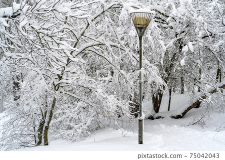 White trees in the snow and lantern in city park 75042043