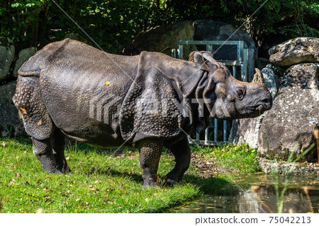 The Indian Rhinoceros, Rhinoceros unicornis aka Greater One-horned Rhinoceros The Indian Rhinoceros, Rhinoceros unicornis aka Greater One-horned Rhinoceros 75042213