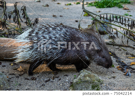 Indian crested Porcupine, Hystrix indica in a german nature park Indian crested Porcupine, Hystrix indica in a german nature park 75042214