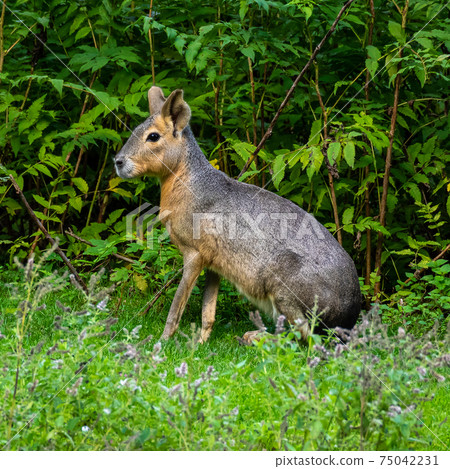 Patagonian Mara, Dolichotis patagonum are large relatives of guinea pigs 75042231