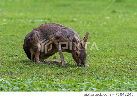 Patagonian Mara, Dolichotis patagonum are large relatives of guinea pigs 75042245
