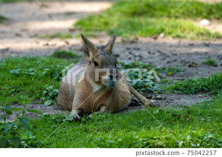Patagonian Mara, Dolichotis patagonum are large relatives of guinea pigs Patagonian Mara, Dolichotis patagonum are large relatives of guinea pigs 75042257