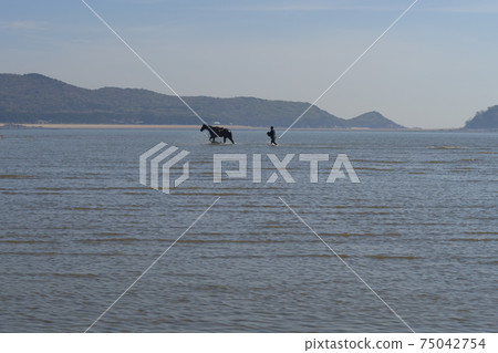 騎馬，沼澤海灘，中區，仁川 75042754