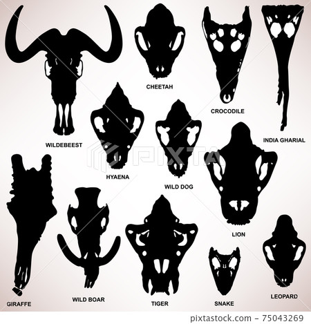 Animal Skull Bone Skeleton. Animal Skull Bone Skeleton. 75043269