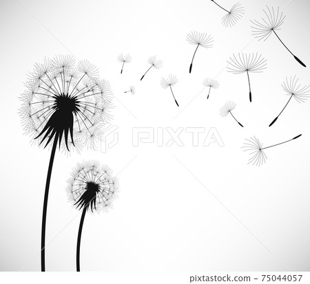 Dandelion Wind Blow Flower. Dandelion Wind Blow Flower. 75044057