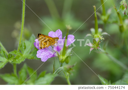 Kimadaraseseri 75044174