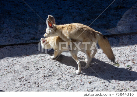 Fennec狐狸動物野生動物攝影動物園在交配期間 75044310