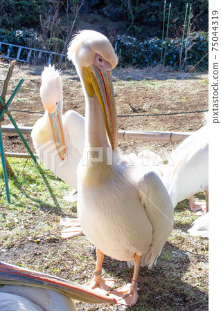 Great White Pelican Whole Body Bird Zoo Photo 75044319