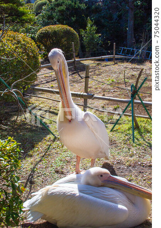 Great White Pelican Whole Body Bird Zoo Photo 75044320