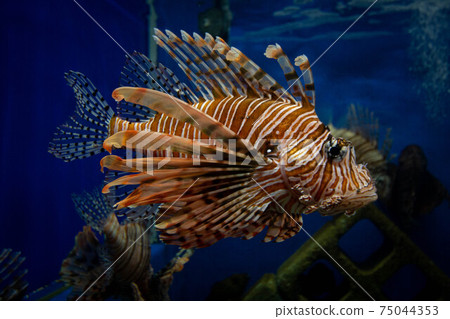 Photograph of lionfish of Shimashima Poison needle Photograph of lionfish of Shimashima Poison needle 75044353