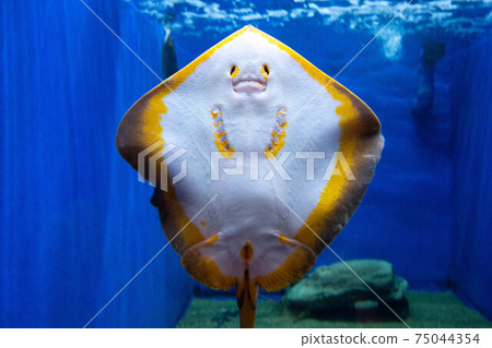 Photo of a female stingray showing her stomach Photo of a female stingray showing her stomach 75044354