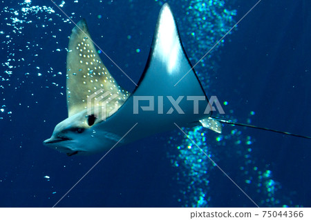 Narutobiei fish aquarium flying in the sea 75044366