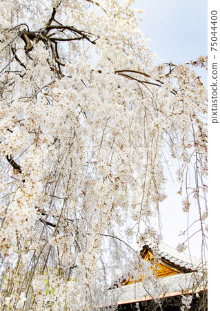 Motoyama Honmanji Temple Weeping cherry tree in front of Hojo 75044400