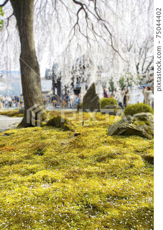 Motoyama Honmanji Temple Weeping cherry blossoms and moss in front of Hojo 75044402