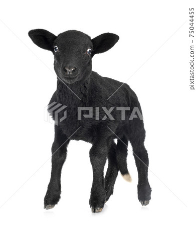 lamb in studio 75044455
