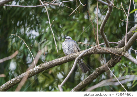 Bulbul perching on a branch, Shiroishi City, Miyagi Prefecture 75044603