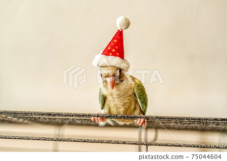 Green-cheeked parakeet wearing santa cross hats 75044604