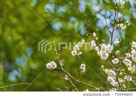 Plum blossoms in early spring, Shiroishi City, Miyagi Prefecture 75044605