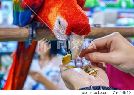 Macaw eating food Macaw eating food 75044640