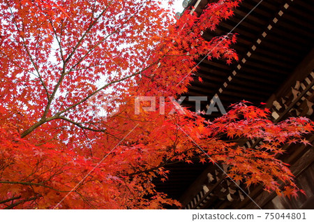 秋葉,Eikando,京都(Seishuraizan,Mugenjuin,Zenrinji) 秋葉,Eikando,京都(Seishuraizan,Mugenjuin,Zenrinji) 75044801
