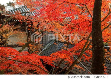 秋葉,Eikando,京都(Seishuraizan,Mugenjuin,Zenrinji) 秋葉,Eikando,京都(Seishuraizan,Mugenjuin,Zenrinji) 75044802