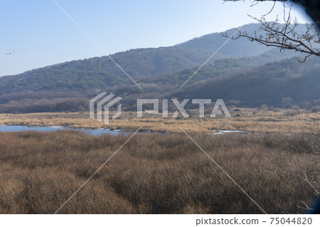Migratory Birds, Cheorwon-gun, Gangwon-do Migratory Birds, Cheorwon-gun, Gangwon-do 75044820