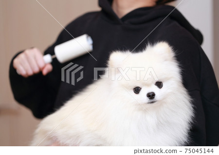 一個女人用滾筒清潔衣服的女人，因為她抱著狗博美犬時掉頭髮 75045144