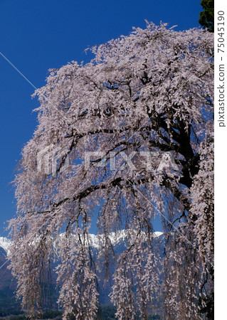Yoshise's branched cherry tree and Central Alps 75045190