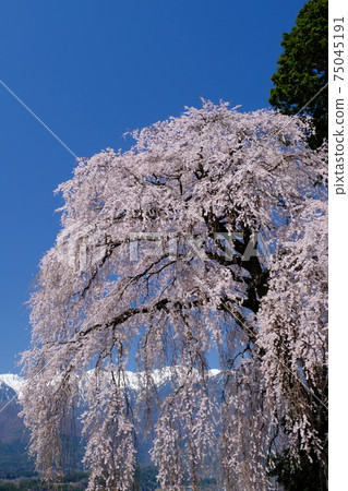 Yoshise's branched cherry tree and Central Alps Yoshise's branched cherry tree and Central Alps 75045191