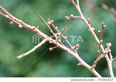 White plum buds 75045487