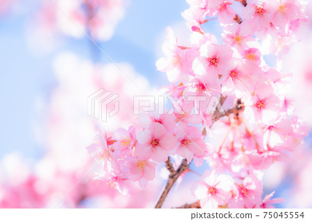 Kawazu cherry blossoms in full bloom 75045554
