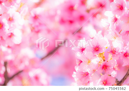 河津櫻花盛開 河津櫻花盛開 75045562