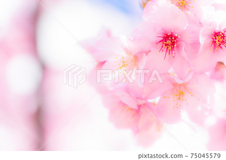 河津櫻花盛開 河津櫻花盛開 75045579