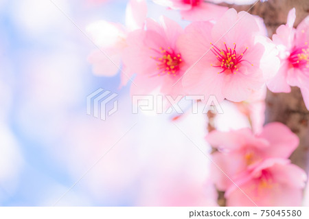 河津櫻花盛開 75045580