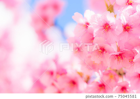 河津櫻花盛開 75045581