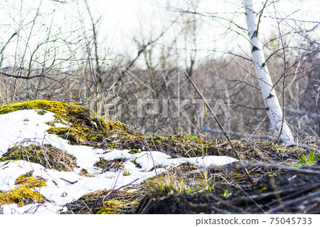 Melting snow with green moss and last 75045733